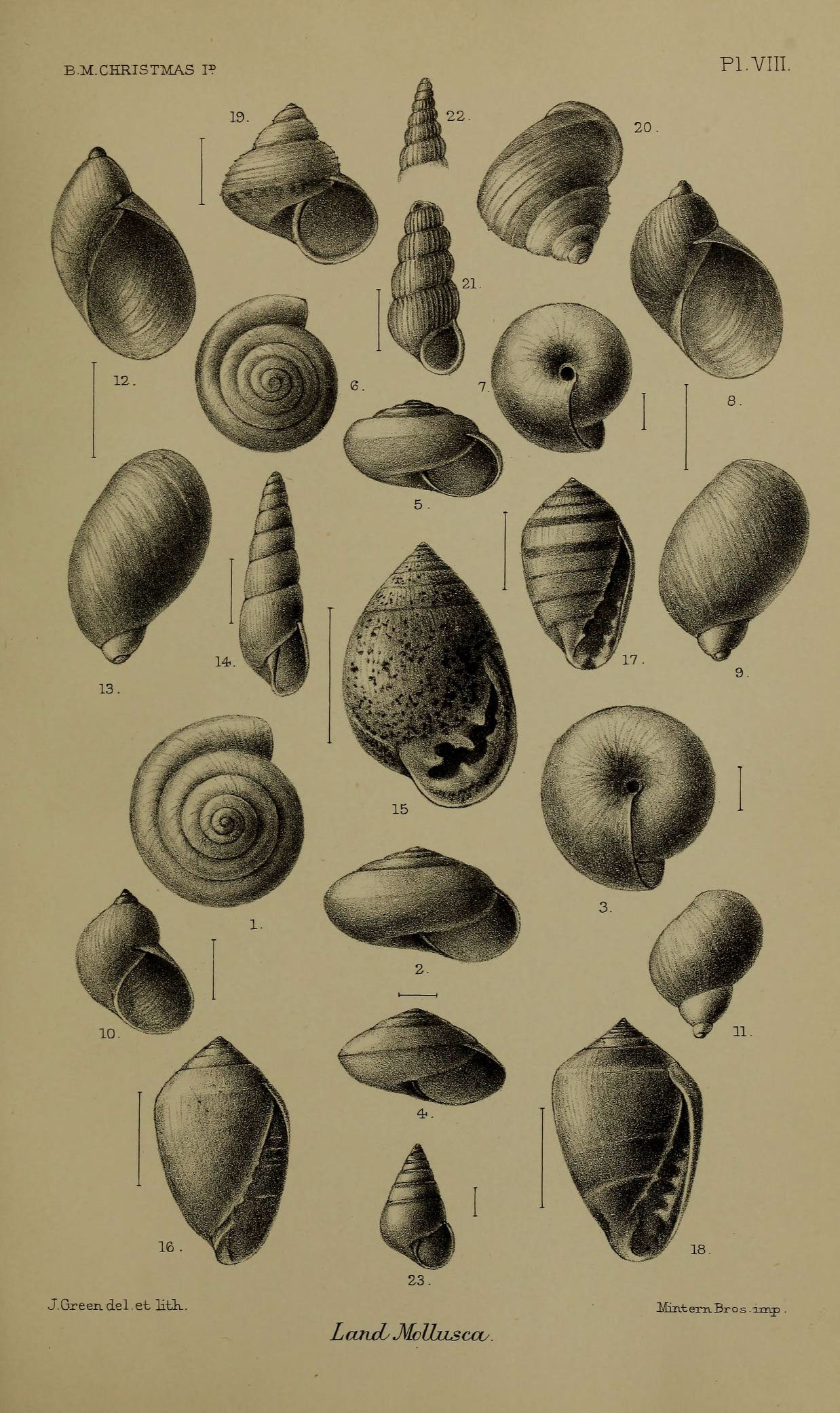 illustration of different types and shapes of sea shells