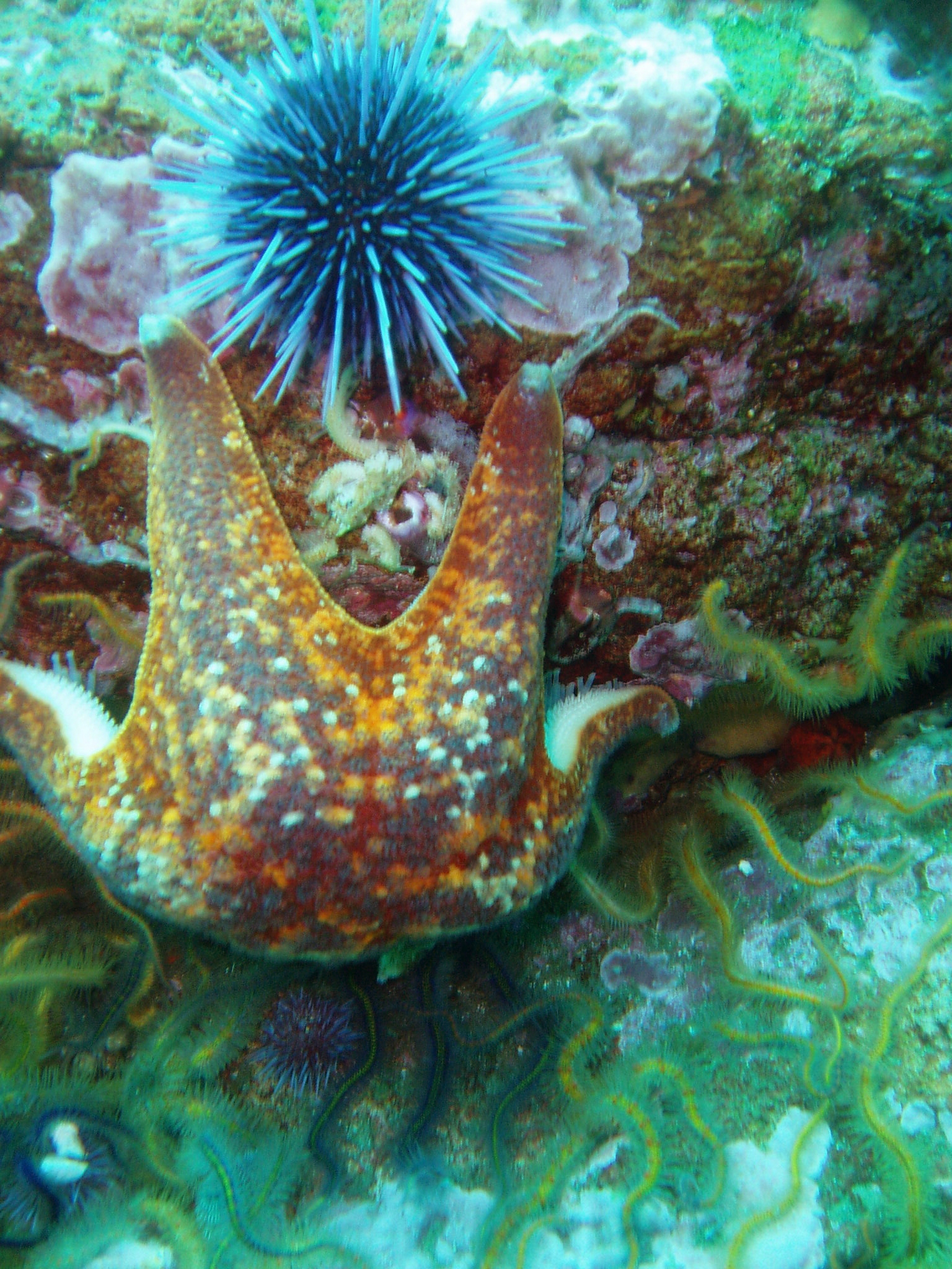 a starfish pokes its head above a coral reef