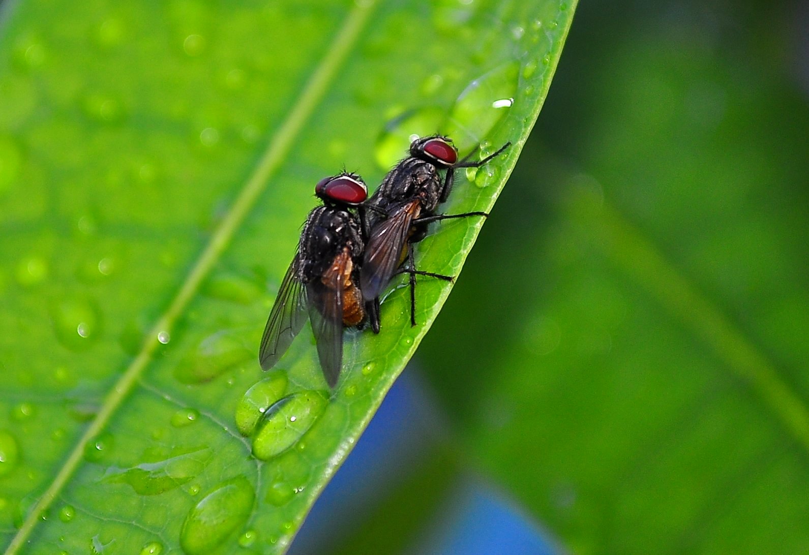 two flies sitting on the top of a green leaf