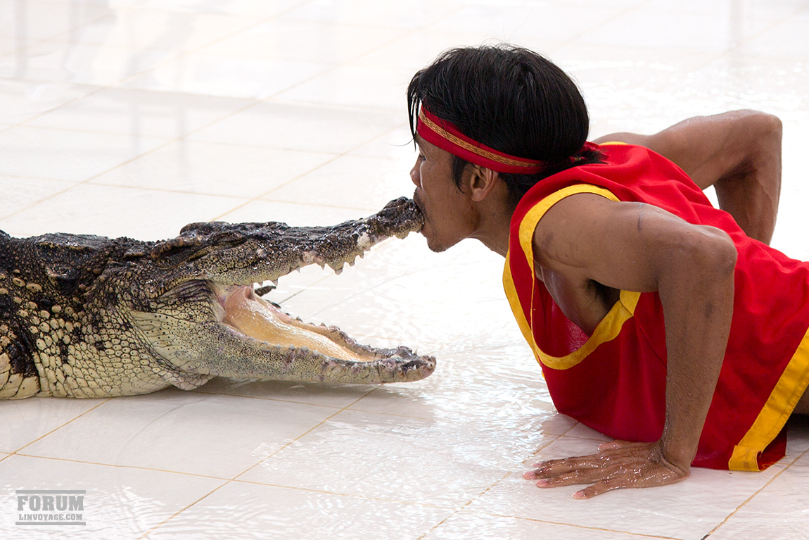 a man licking a large alligator in a pool