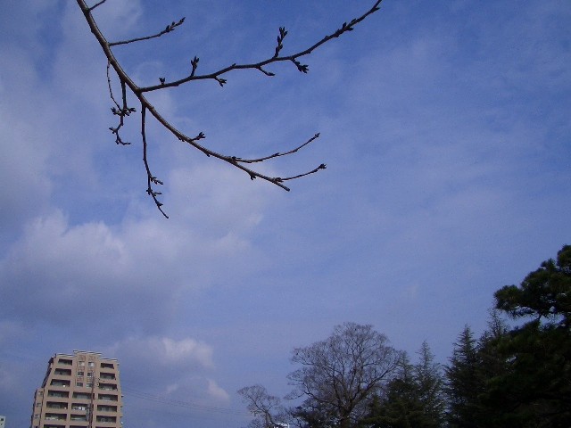 an image of an artistic picture taken with the sky