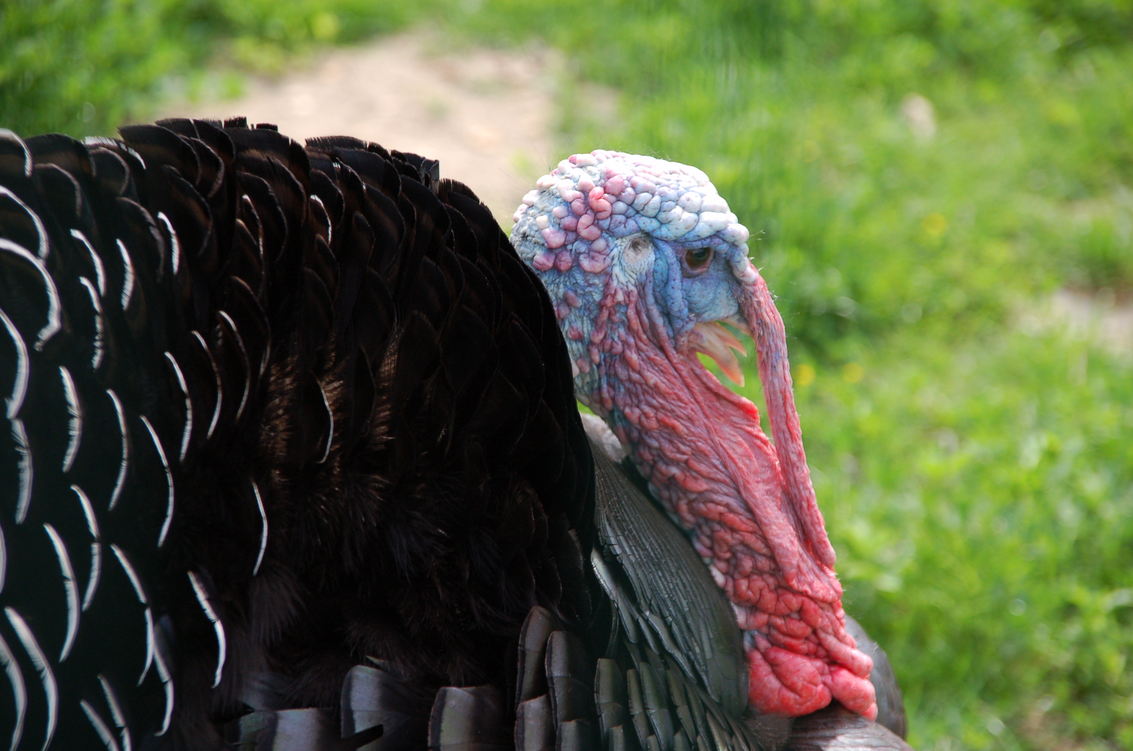 a close up of a turkey laying on a bench