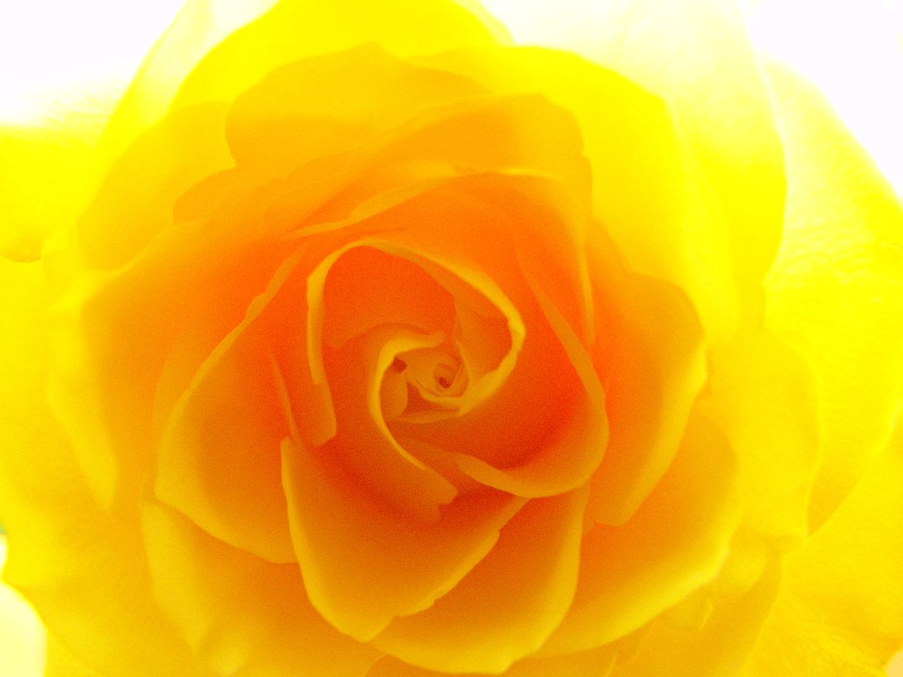 the yellow rose has white petals