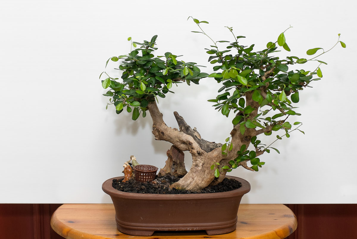 a bonsai tree is on display with little tiny statues