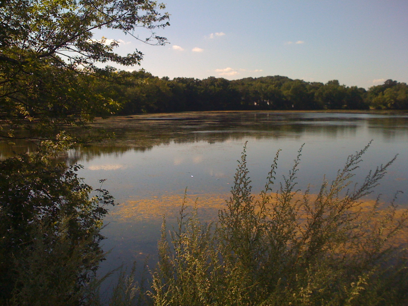 the lake is surrounded by tall grass