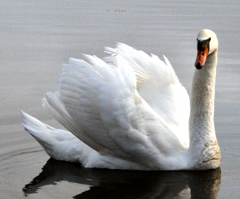 a white swan swimming on water near the shoreline