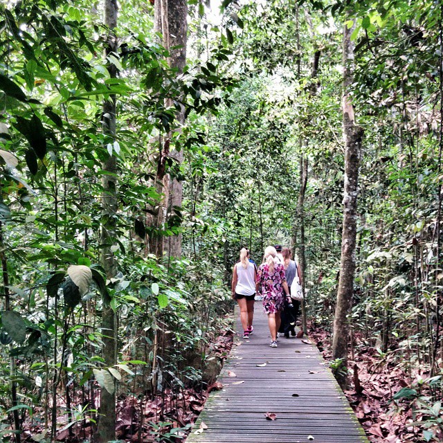 three people walking down a path through a forest
