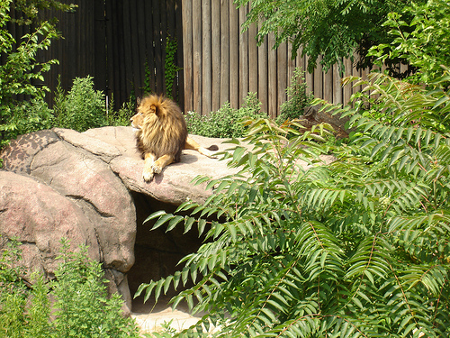 a lion in a zoo setting with large boulders and trees