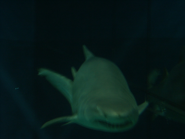a white shark swims in the dark with an aquarium background