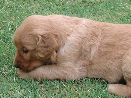 a puppy laying in the grass looking for soing