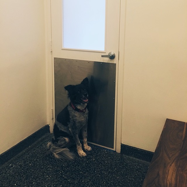 a dog sitting at the door of a house