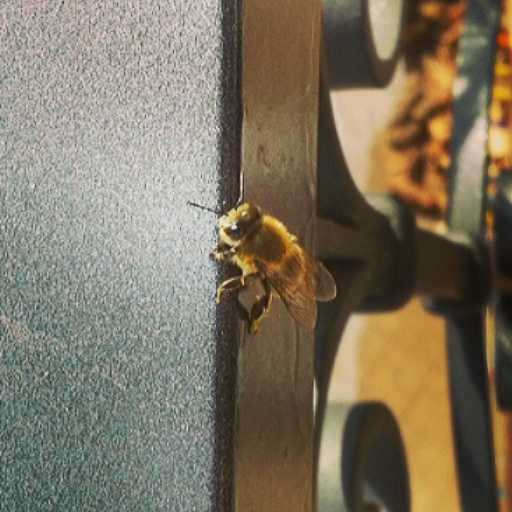 the bee is sitting on the side of the door