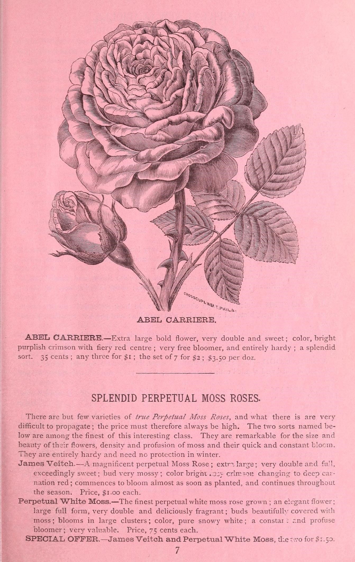pink and white book titled the endymped flower moss roses