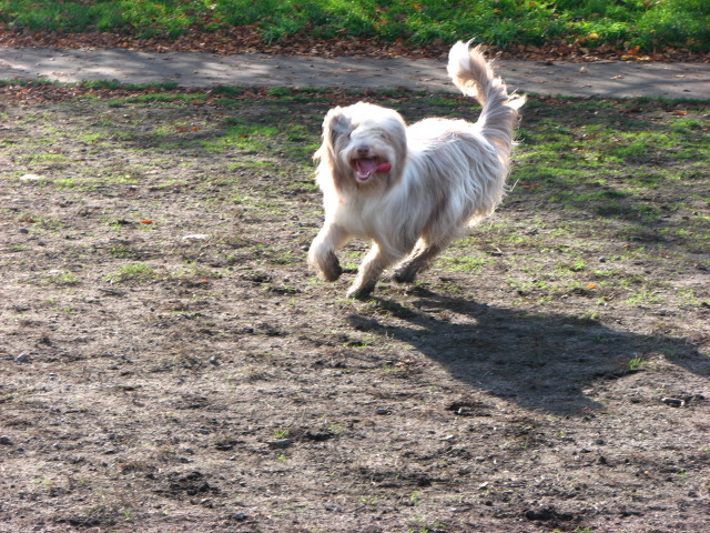 a white dog walking on top of a dirt field