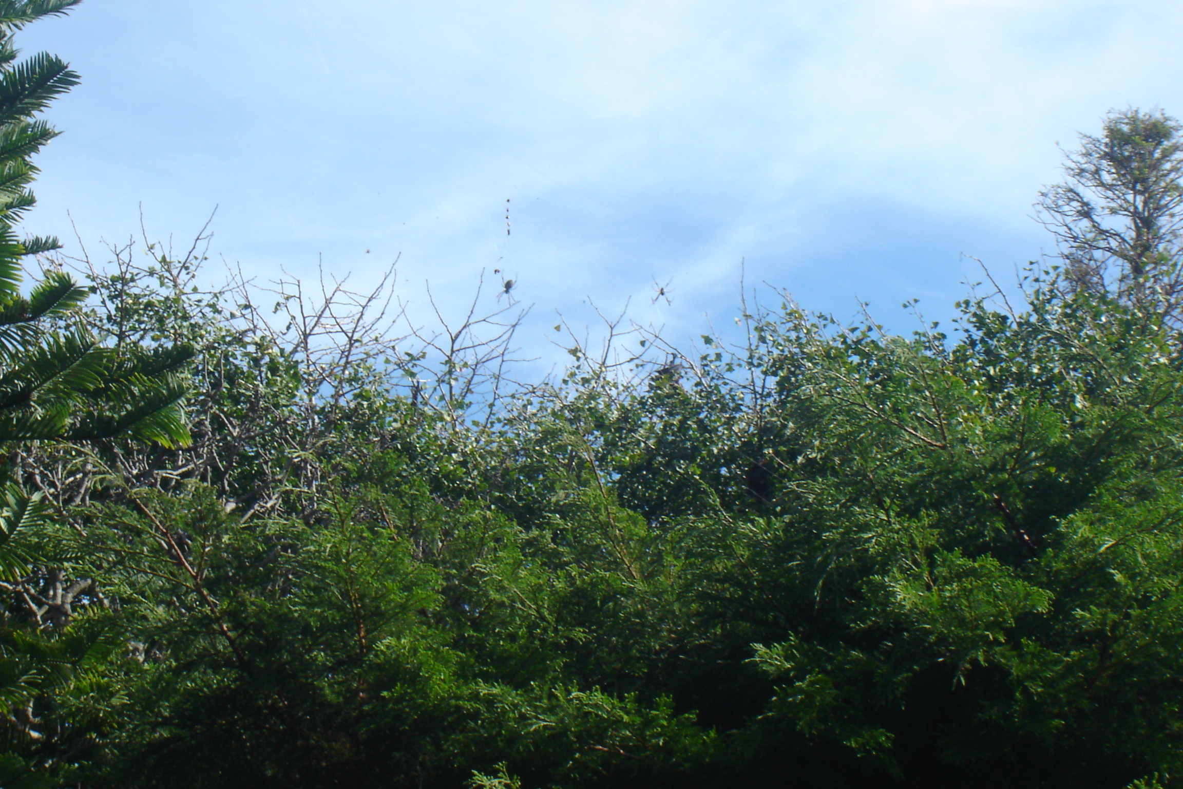 a forest of trees with tall grass and blue sky in the background