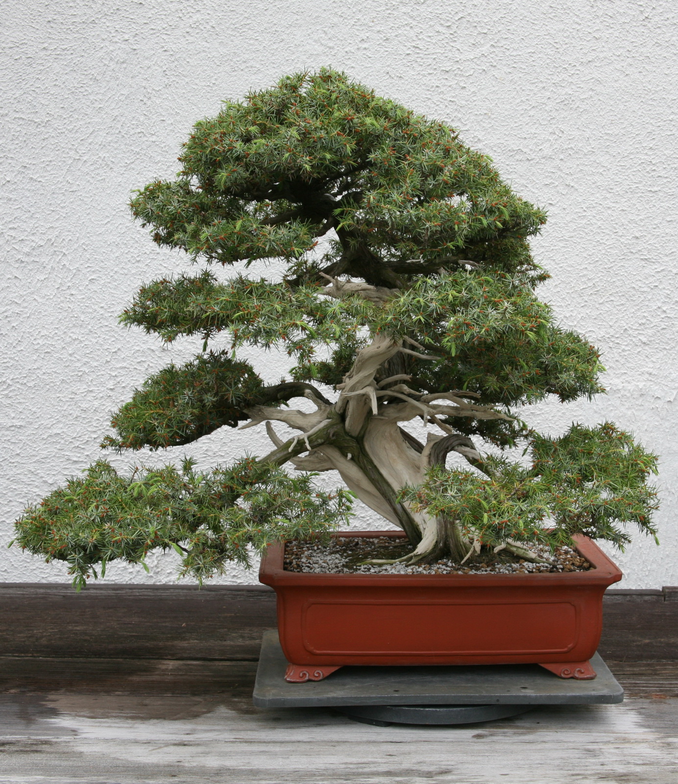the bonsai is an excellent gift for someone special occasion