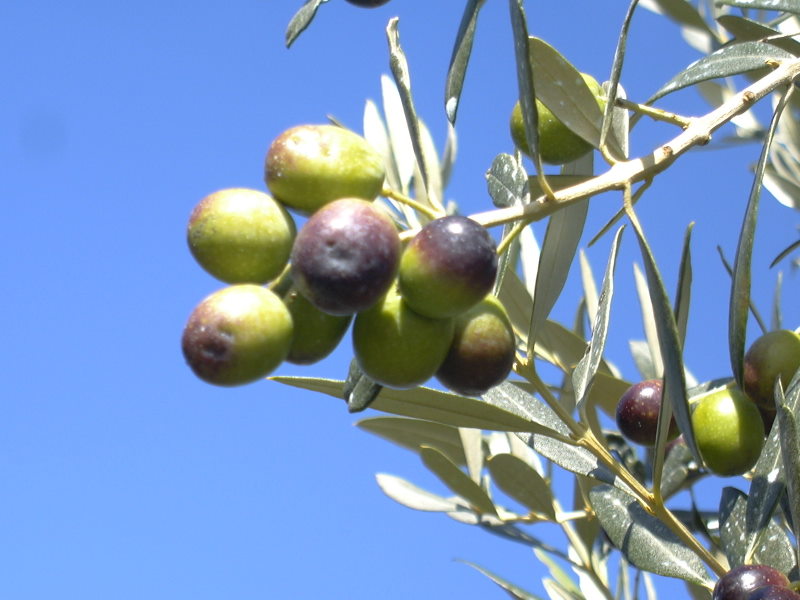 a cluster of olives grows on the tree's nches