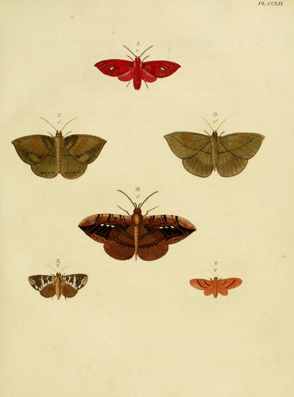 this is a group of erflies on an old paper