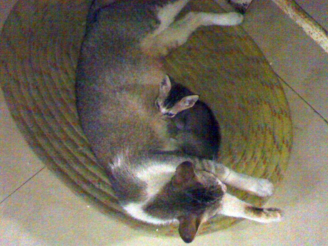 two small cats curled up in a round rug