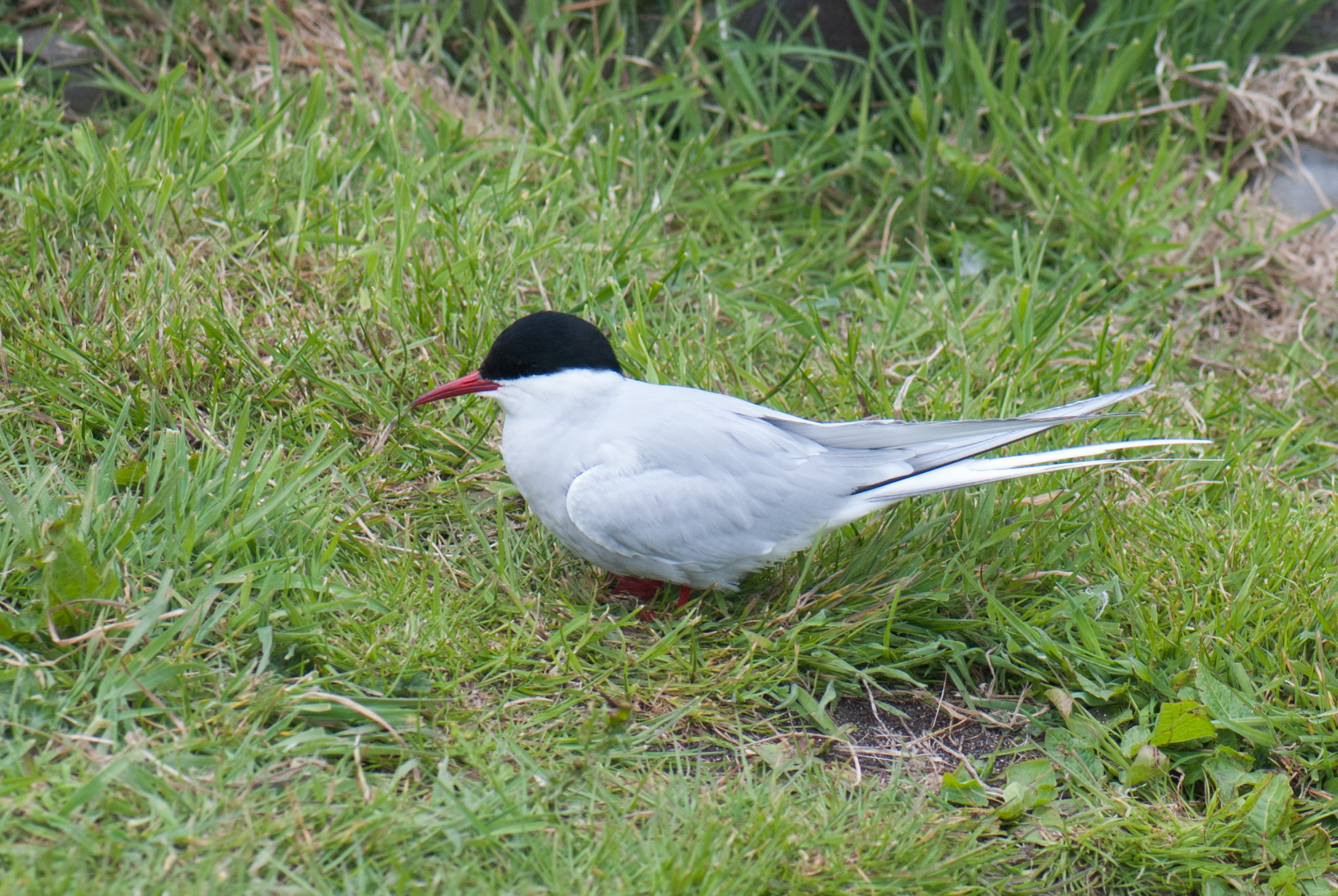 a white and black bird is walking in some grass