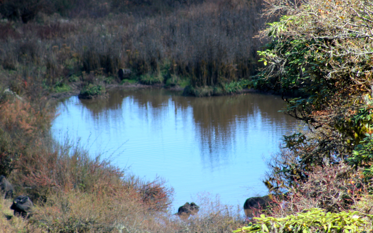 a lake that is surrounded by a forest