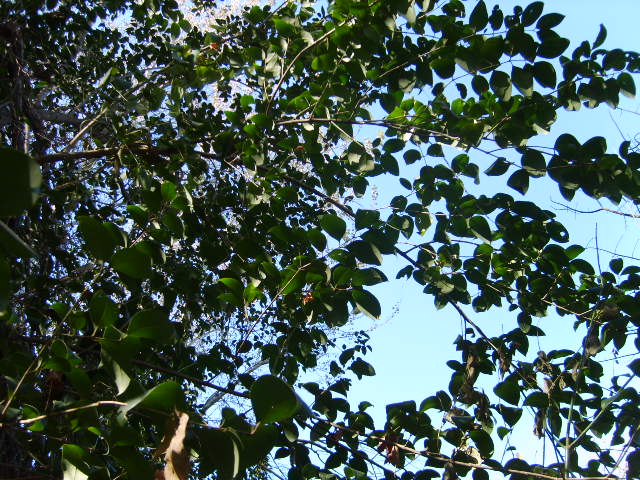 a view from the ground of leaves with a blue sky in the background