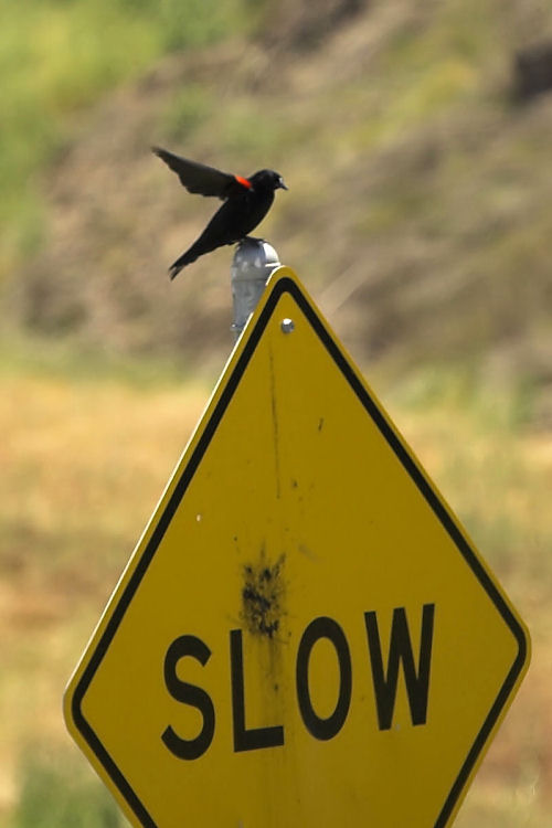 the bird is perched on top of the slow sign