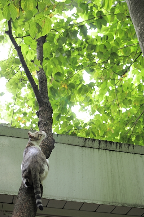 a cat hanging upside down from a tree