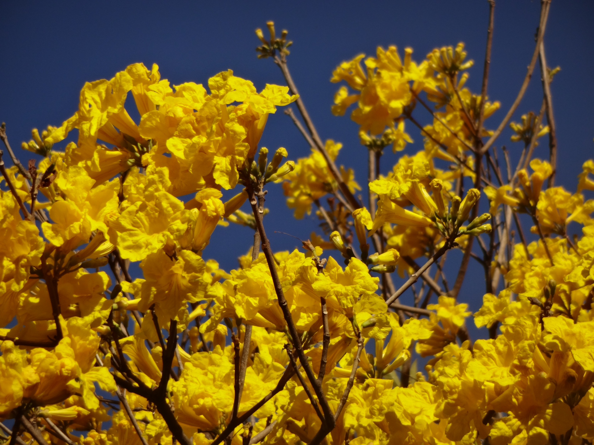 a bunch of yellow flowers are all blooming