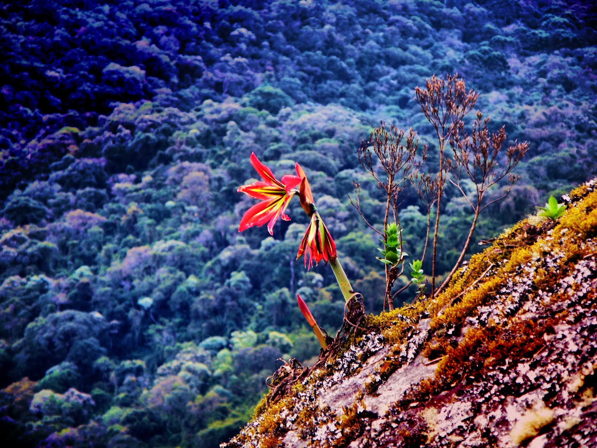 an unusual looking flower grows on top of a hillside