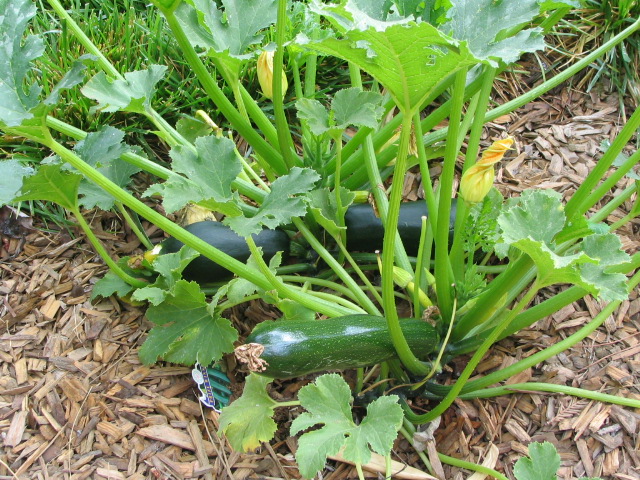 several cucumbers and leaves in the garden