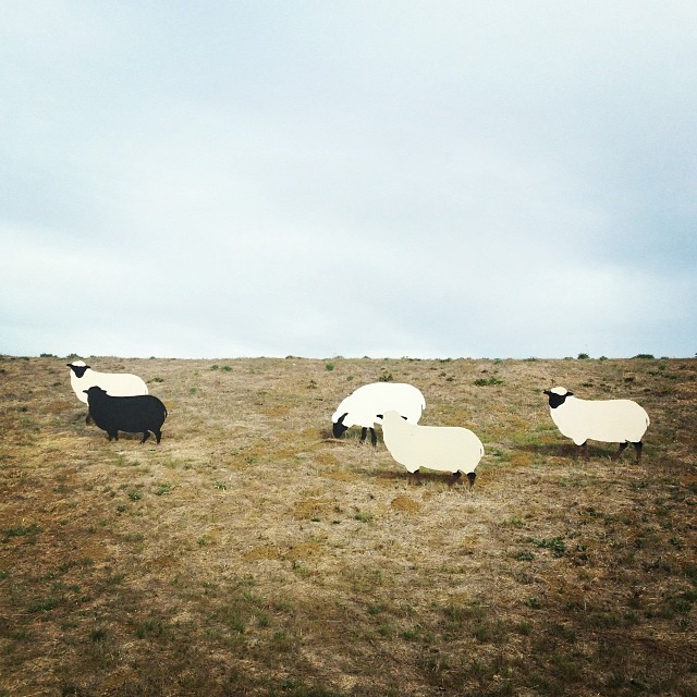 three sheep in a field with a cloudy sky