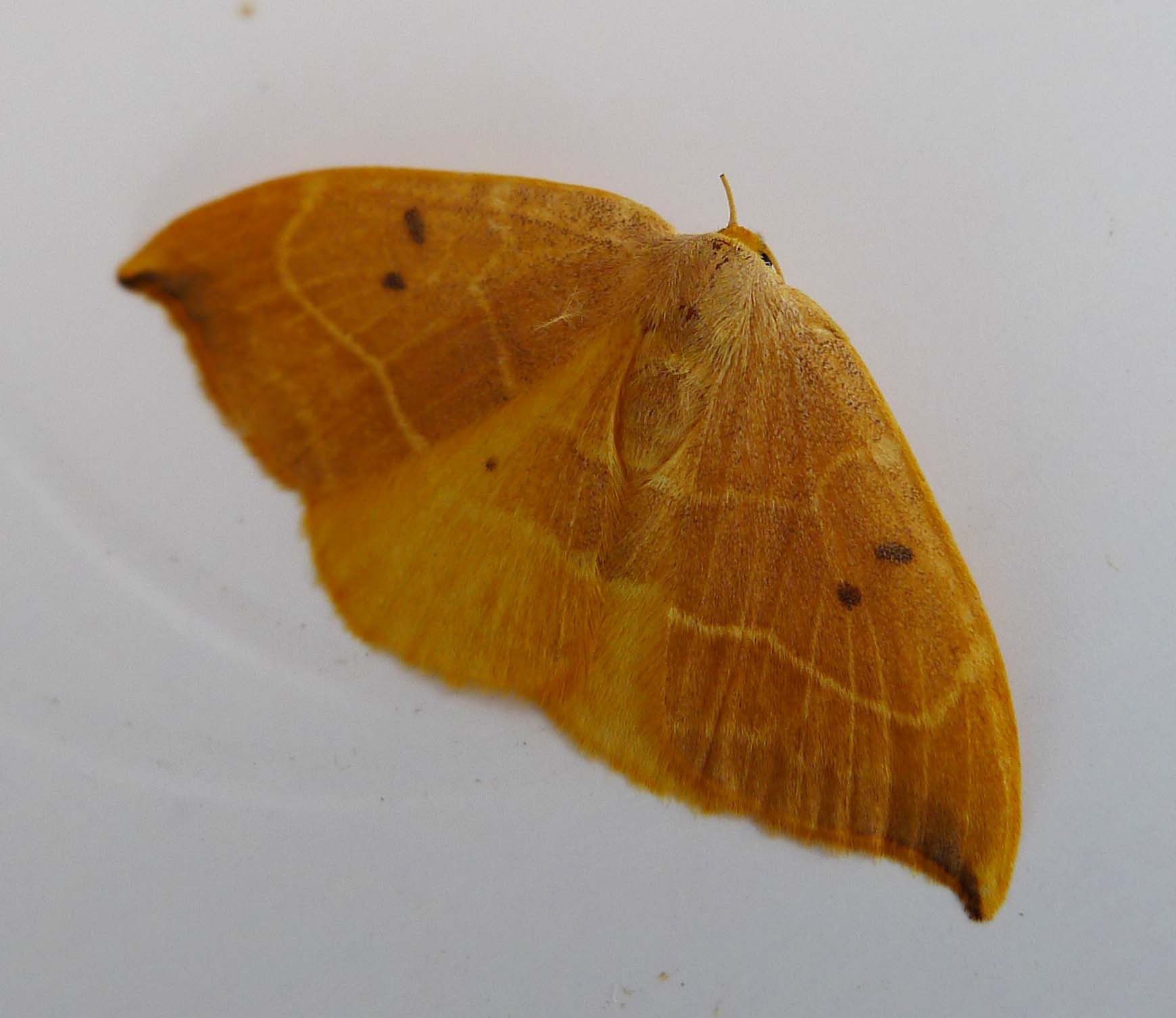 a light brown moth with long wings on a surface