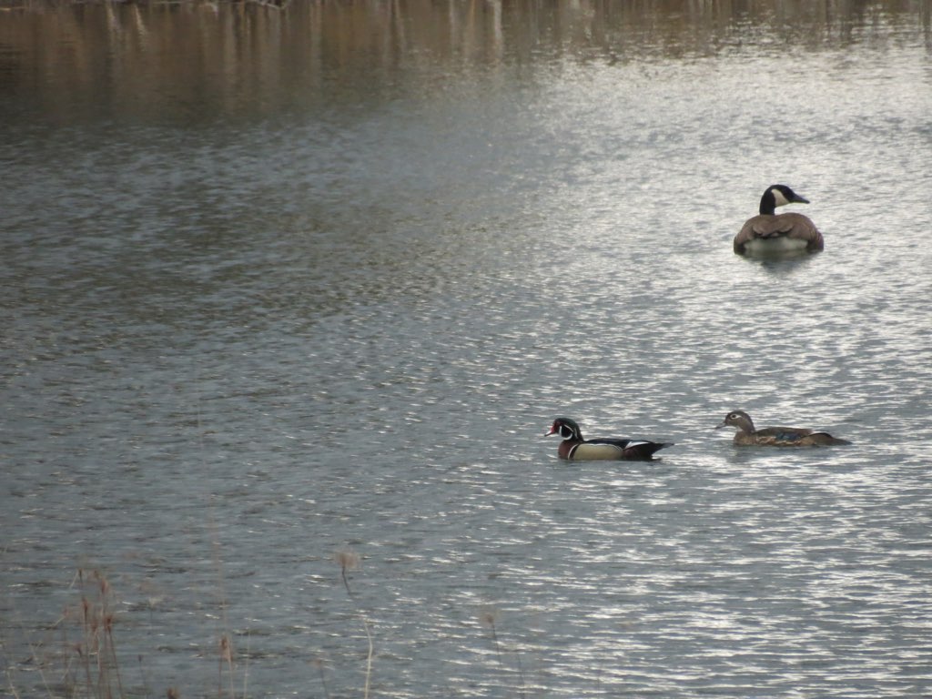 several ducks are swimming in a pond near a forest