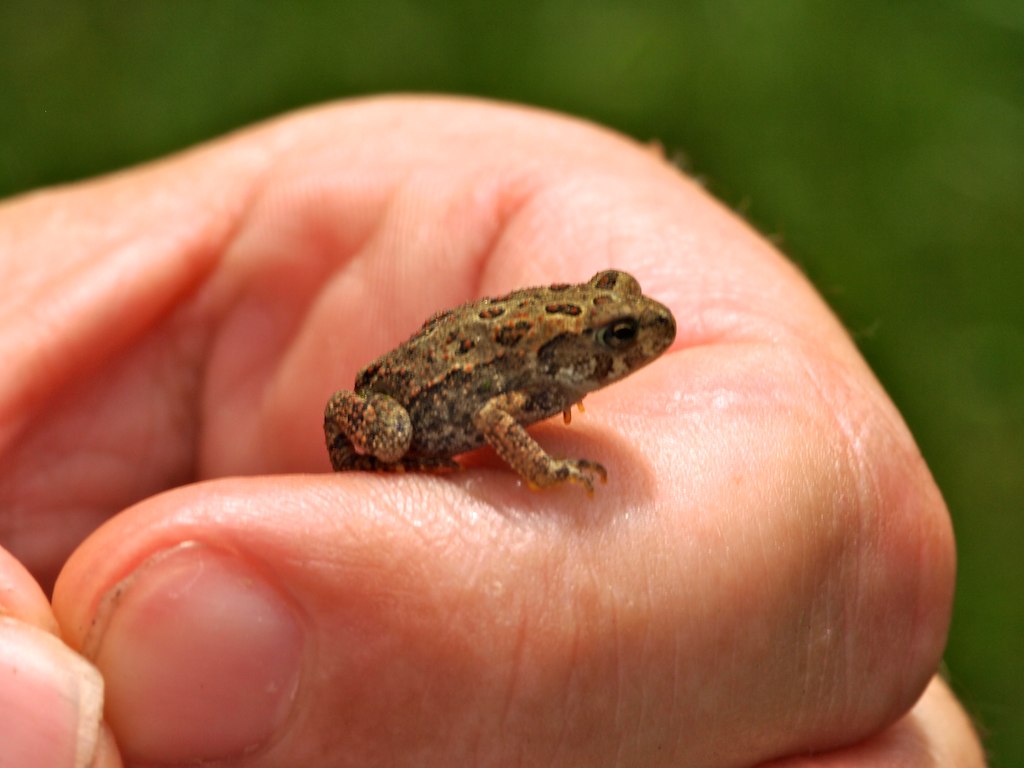 a hand is holding a small frog on top of it