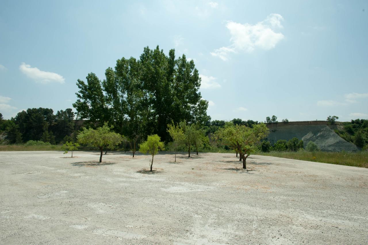 three small trees in an open dirt lot