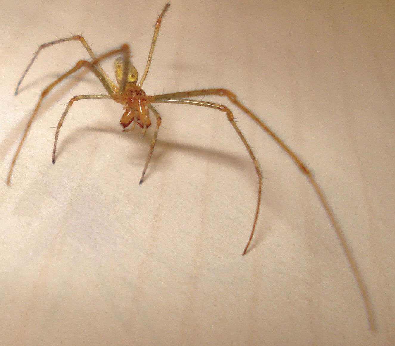 a spider sitting on a table looking at the camera