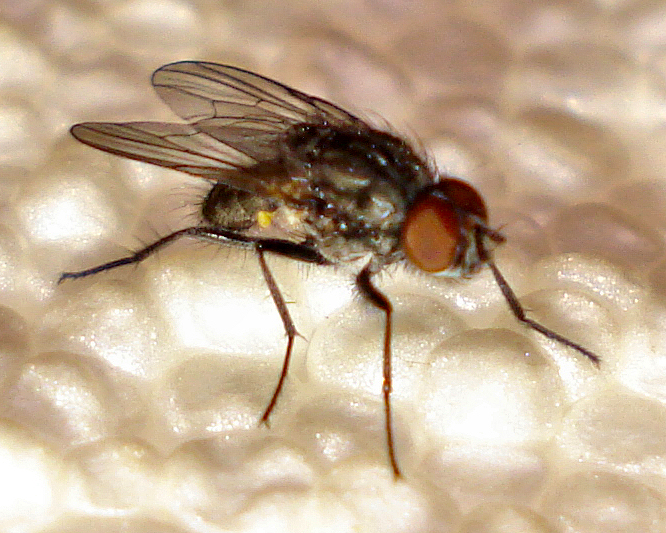 a fly with one eye on a bed of white stuff