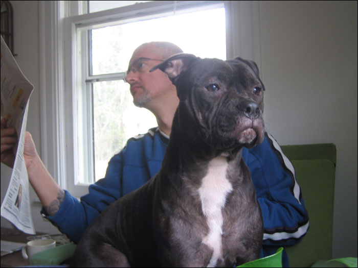 man reads paper while sitting next to large pit bull dog