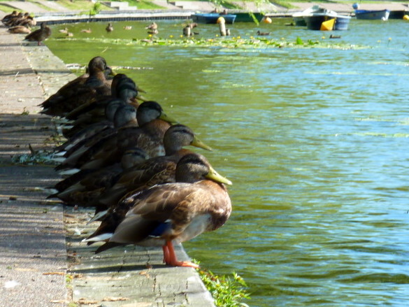 a group of ducks stand on the side of a river