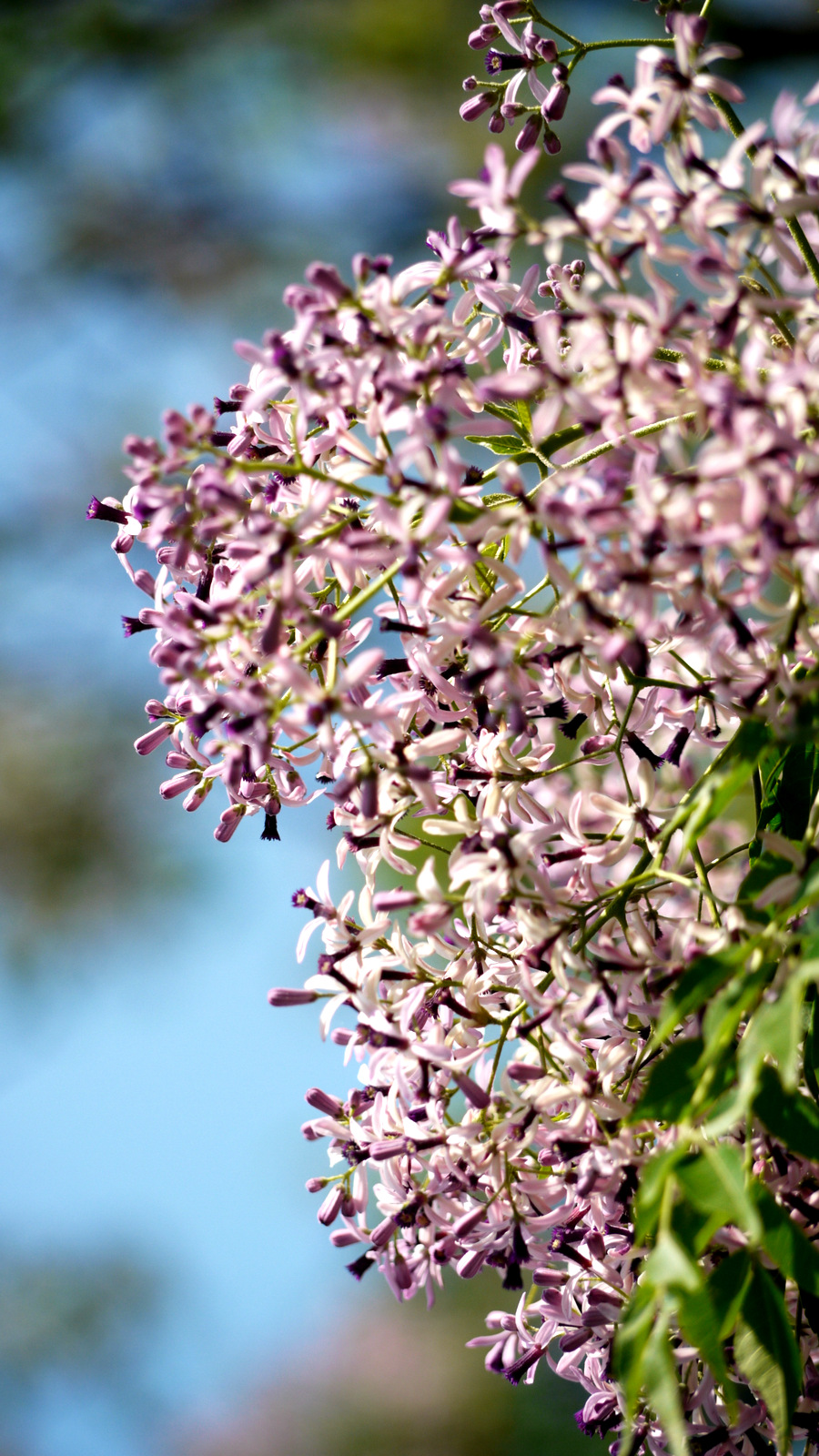 purple lilacs are blooming in front of a blurred sky