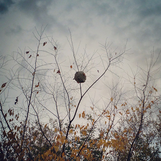 a bird nest hanging from a tree nch