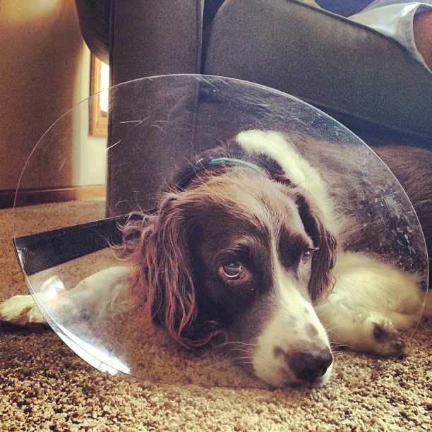 dog wearing plastic cone collar while laying on the ground