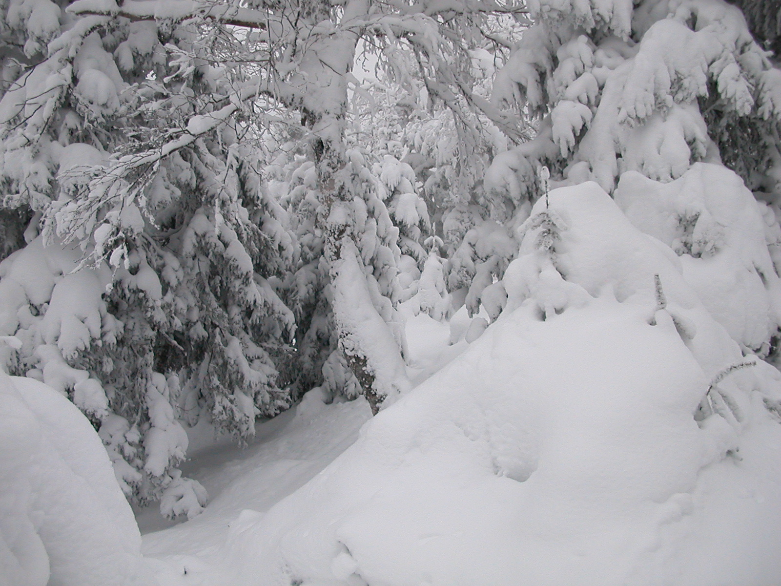 the man is skiing in the deep snow