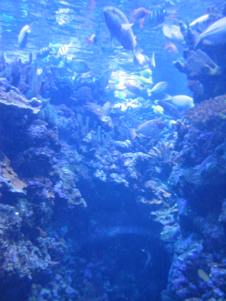 an aquarium with various types of fish and rocks