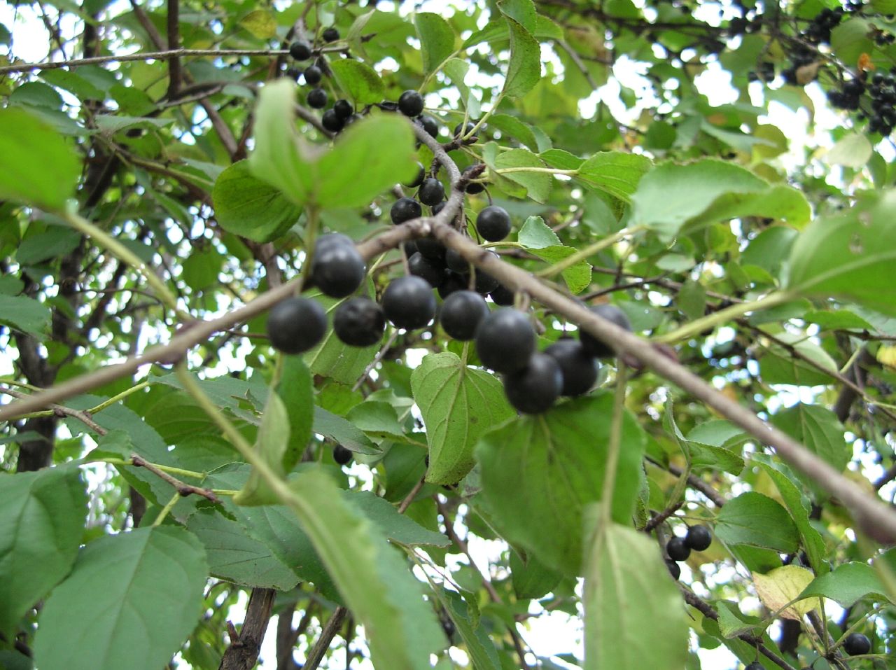 the berries are ripe and hanging from the tree nch