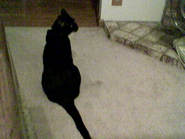 black cat laying on rugs and looking at wall in living room