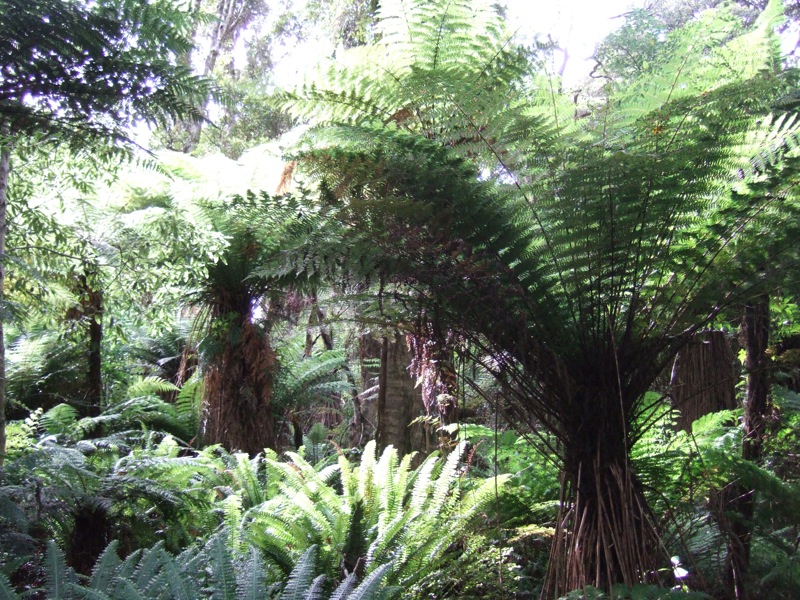 the view from behind the fern forest through the trees