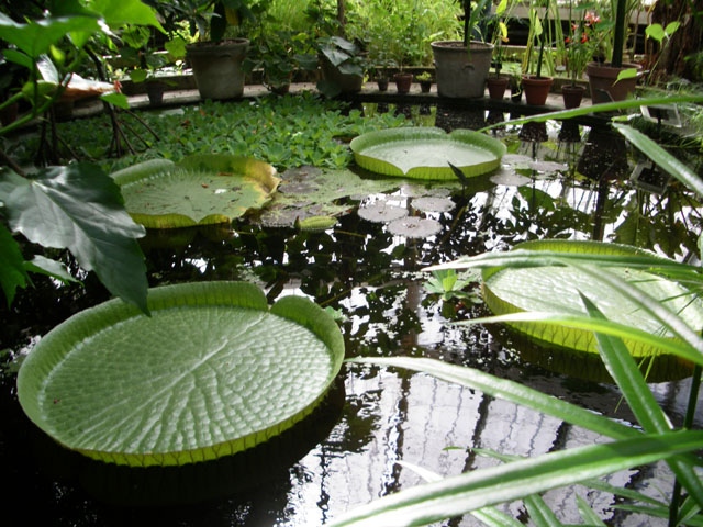 water lilies that are floating on some water