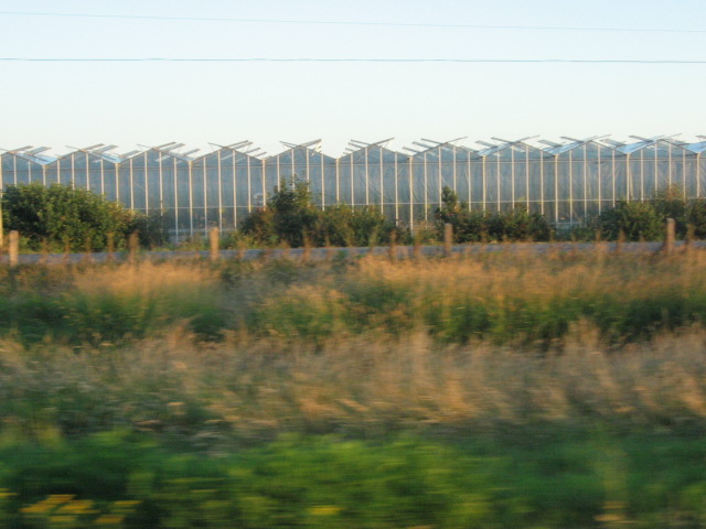 a train passing by a row of trees and some plants